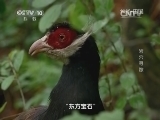 地理中国 《地理中国》 20141224 岩穴寻踪