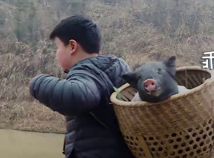 综艺吃瓜社 赵小果在线温柔哄猪