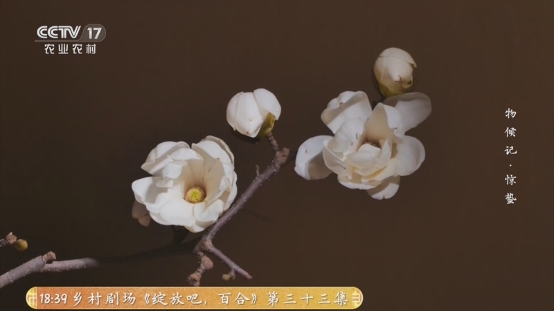 《乡土中国》 20260309 物候记·惊蛰