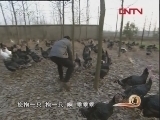 生财有道 《生财有道》 20120106 六只火鸡的致富路