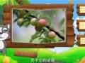 看图识物 枇杷 杨梅 李子