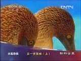 动物世界 《动物世界》 20130501 “五一合家欢”（上）