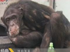 经典传奇 不一样的传奇 猩猩戒烟记