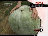 生财有道 《生财有道》 20111024 迷你冬瓜的层层商机
