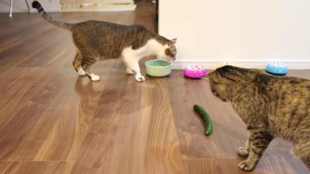 聊斋怪谈 猫咪看到3根黄瓜后 如临大敌 饭都不吃就跑了！