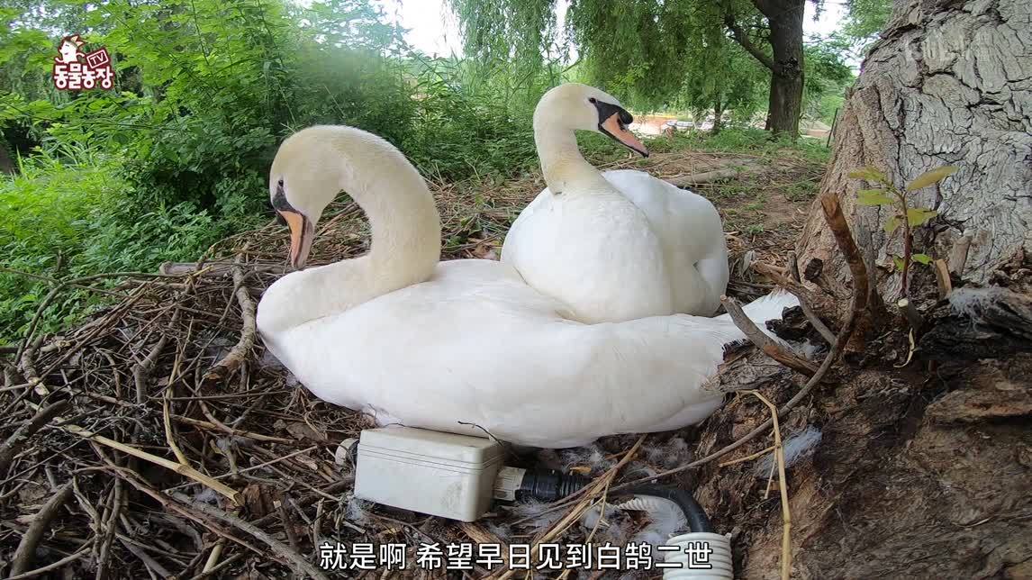 动物农场2020 反目姐妹