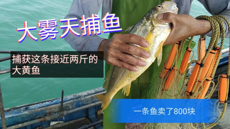 南澳岛赶海日记 大雾天捕鱼容易发财，彪哥看了水色感觉有大货，果真上一条鱼值800