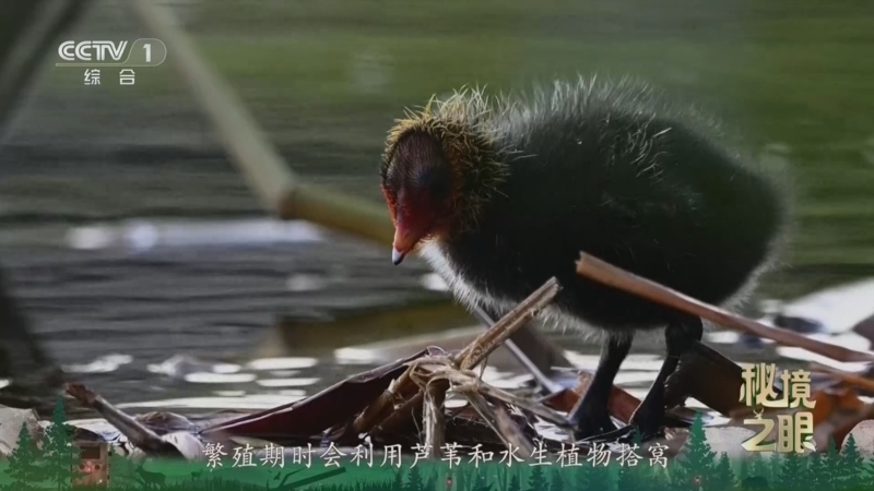 《秘境之眼》 骨顶鸡 20260721