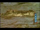 动物世界 第1精品之动物世界 2010年 第19期
