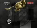 动物世界 《动物世界》 20110809