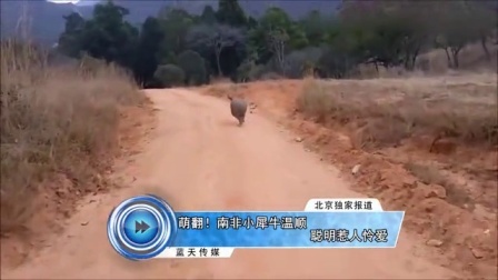 蓝天娱乐快报 2016 7月 萌翻 南非小犀牛温顺聪明惹人怜爱 160729