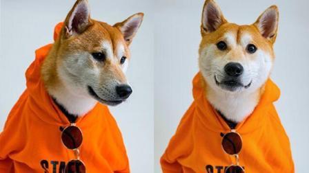 一个单身狗和他的狗 被鹿晗虐狗的故事