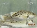 生财有道 《生财有道》 20130114 收益不菲的海鲈鱼