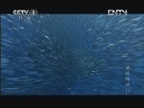 魅力纪录（CCTV-1综合频道） 《地球脉动》 11 无垠深海 20121119