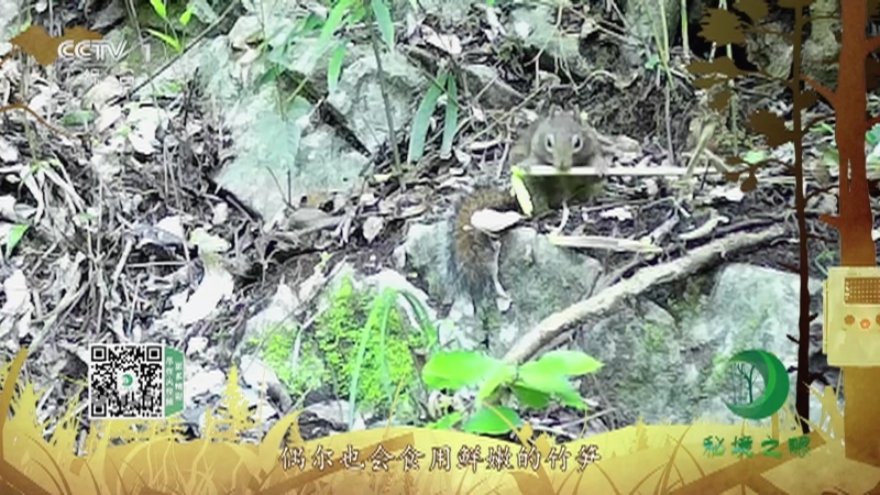 秘境之眼 《秘境之眼》 岩松鼠 20220415