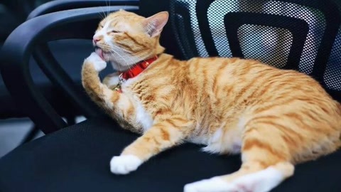 喵客帝国 猫奴难以抗拒的吸猫瘾