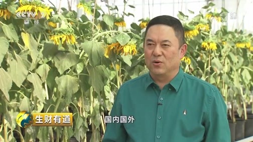 生财有道 《生财有道》 20181008 咱们家乡有特产（秋收系列）：五原葵花的财富链