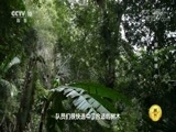地理中国 《地理中国》 20180712 奇山异景·保亭秘境（中）