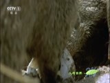 人与自然 《人与自然》 20150224 自然故事：獴家族的故事（下）