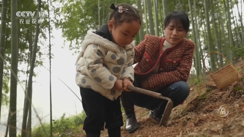 致富经 《致富经》 20220316 竹林挖宝 逆境翻身