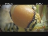 动物世界 《动物世界》 20140816 虫虫总动员