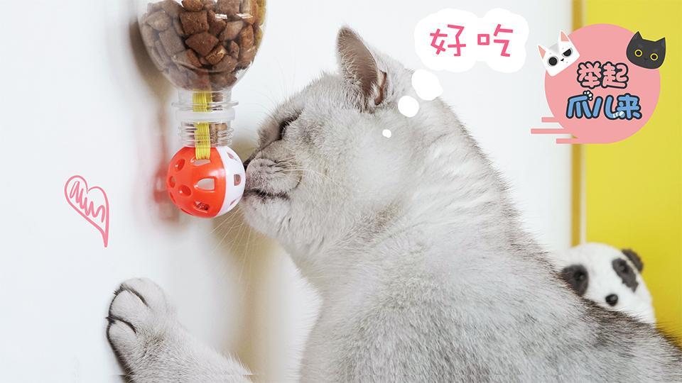 举起爪儿来 DIY猫咪自助喂食器【举起爪儿来】
