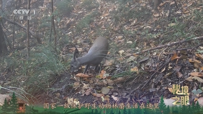 秘境之眼 《秘境之眼》 林麝 20251206