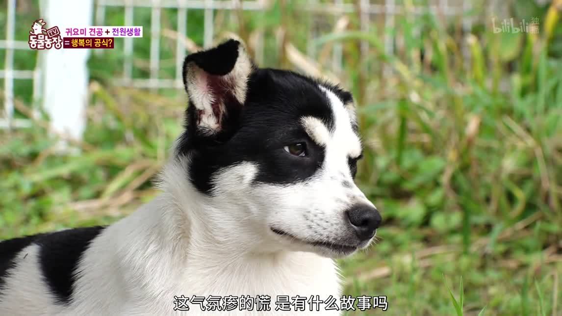 动物农场2020 不速之客的狗狗
