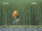 周末动画片 《周末动画片》 20160227 19:30