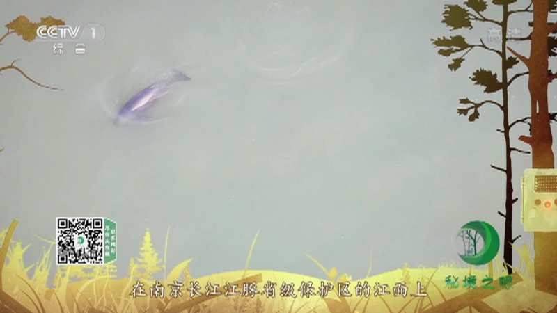 秘境之眼 《秘境之眼》 长江江豚 20220701