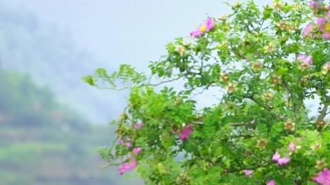 与梦想合拍 刺梨花开月正圆