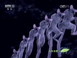 人与自然 《人与自然》 20160302 奇异自然——前进 前进