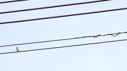 饥饿的大蛇铤而走险 蜿蜒爬上高压电线上捕鸟