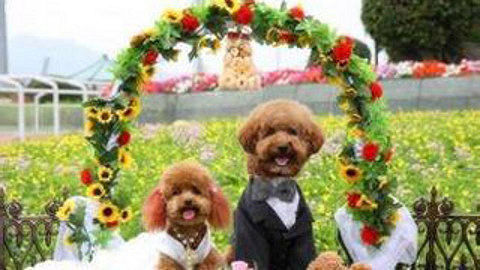 宠物美容大作战