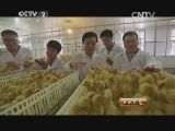 生财有道 《生财有道》 20150129 塞外鸭王