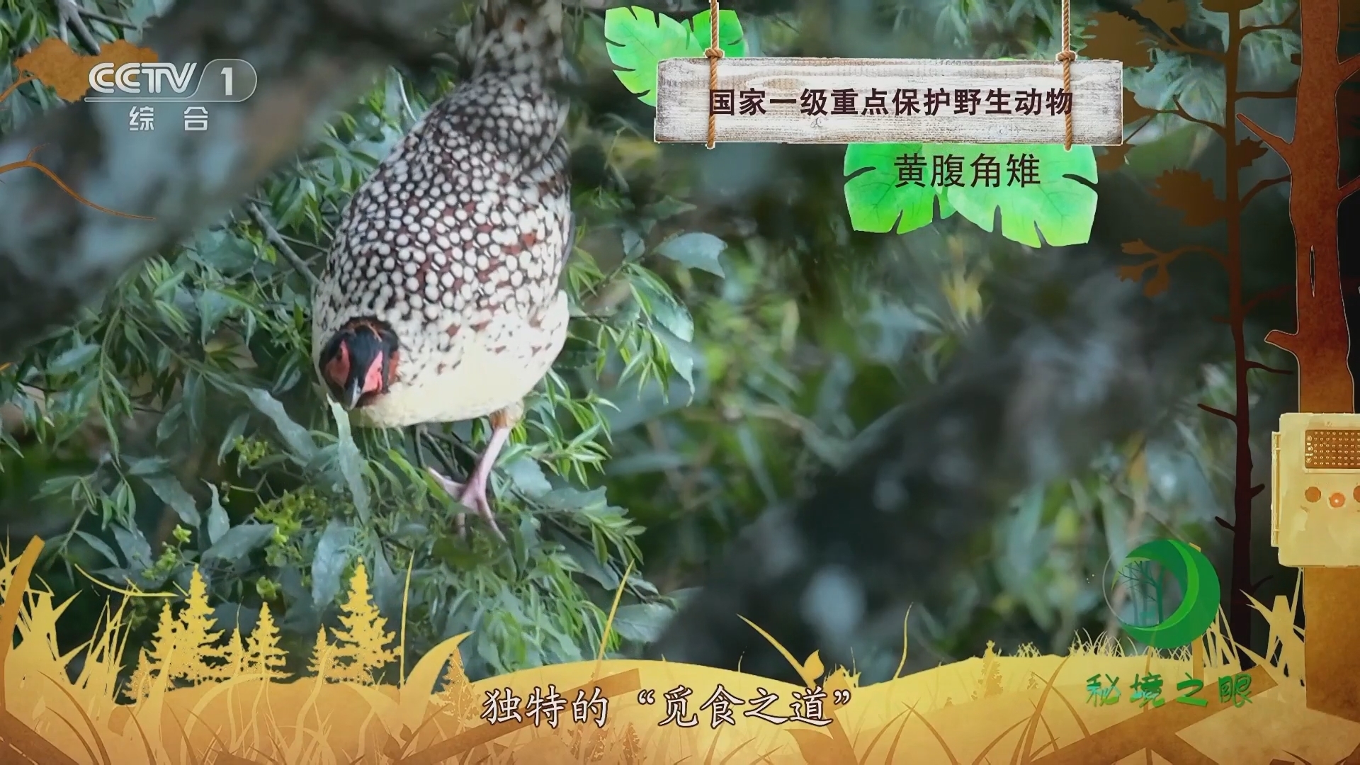 秘境之眼 《秘境之眼》 黄腹角雉 20230802