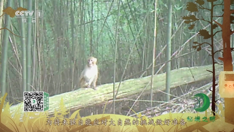 秘境之眼 《秘境之眼》 猕猴 20220804