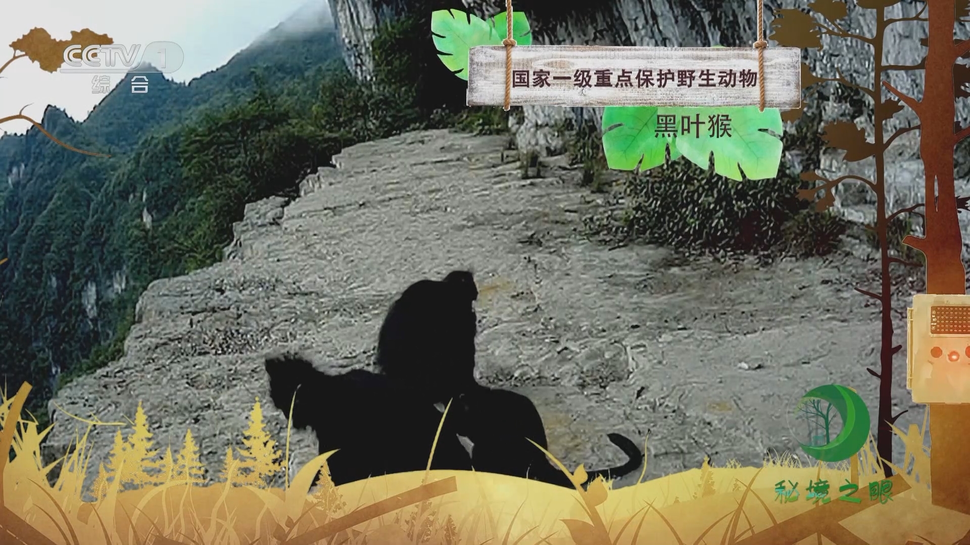 秘境之眼 《秘境之眼》 黑叶猴 20231109