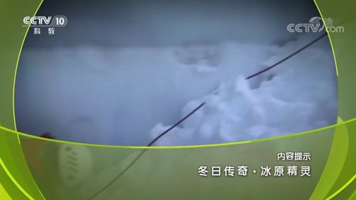地理中国 《地理中国》 20181225 冬日传奇·冰原精灵
