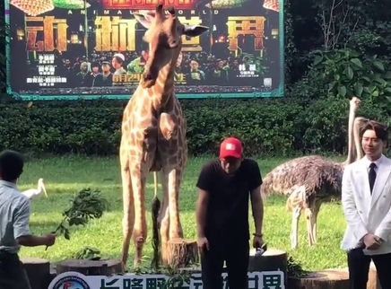 峰记本-李易峰资源博 峰峰遇到正在进食的长颈鹿