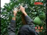 县域经济报道 《县域经济报道》 20111129