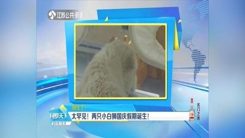网罗天下 太罕见!两只小白狮国庆假期诞生!
