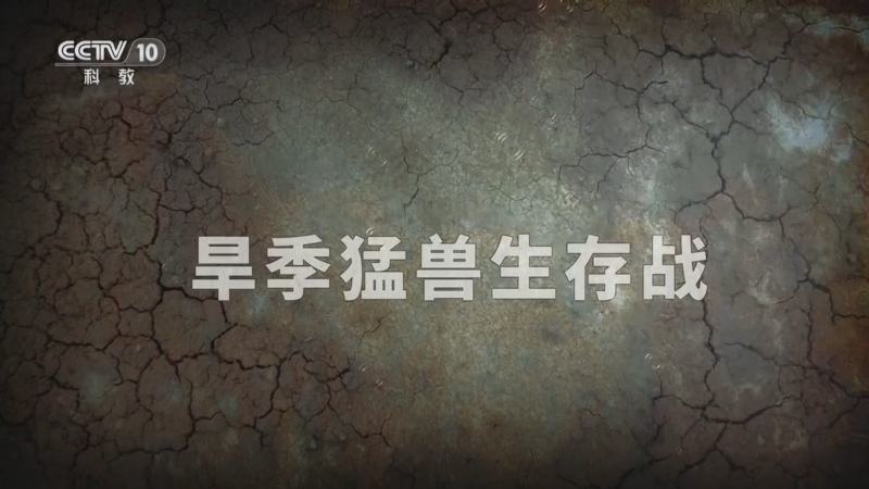 自然传奇 《自然传奇》 20251117 旱季猛兽生存战