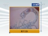 天网 《天网》 20161207 蝎子文身