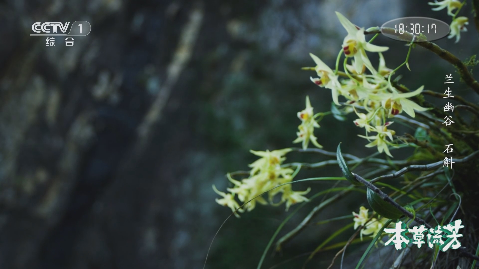 本草流芳 《本草流芳》 第2集 兰生幽谷