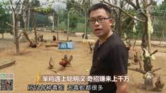 致富经 [致富经]笨鸡遇上聪明汉 奇招赚来上千万 20181023