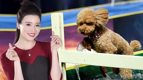 第11期：网红狗轮胎王子上演席位争夺赛