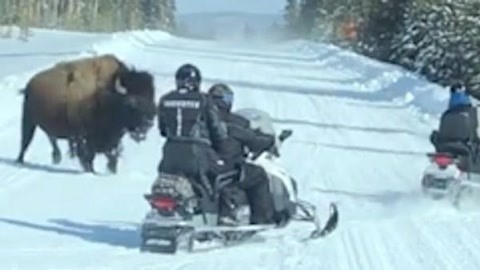 网罗天下 骑雪地摩托遭野牛攻击