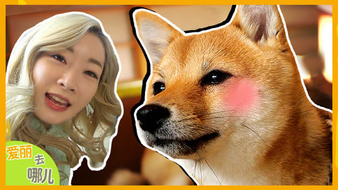 爱丽去哪儿 爱丽舍不得离开的地方是 探访日本柴犬主题乐园