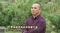 致富经 [致富经]罗老板养鸡如何稳赚不赔 20161205